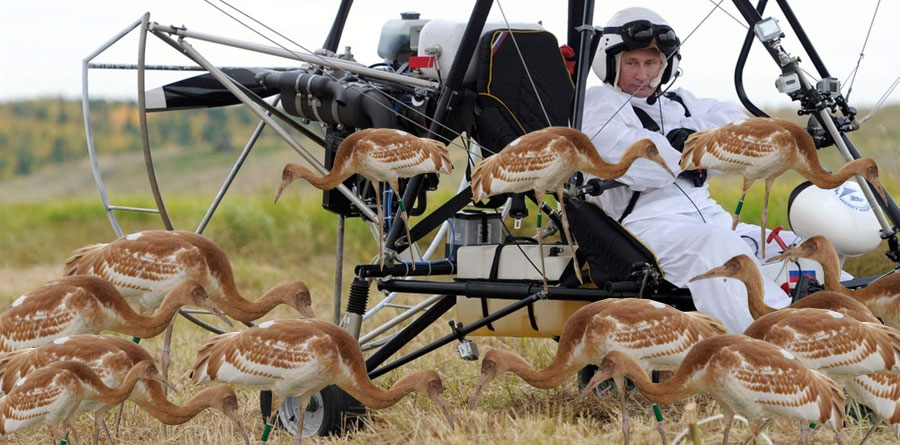 Vladimir Putin on a hang glider with cranes and birds around