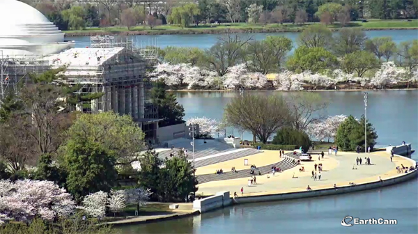 Webcam showing the Cherry Blossoms in Washington DC